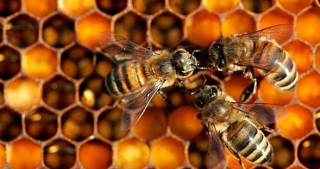 Arı sütü nelere iyi geliyor? İşte arı sütünün faydaları